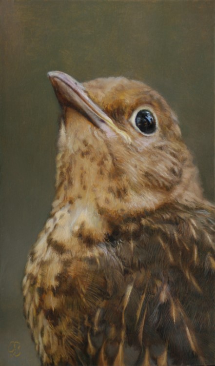 The Diva<p>Song thrush</p><p>Oil paint on aluminium</p><p>12 x 7 cm</p><p>(sold)</p>